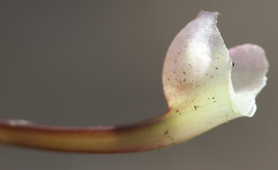 Goutweed, Aegopodium podagraria, leaf sheath