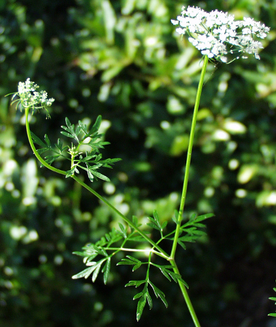 Aethusa cynapium, Fool's parsley