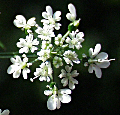 Aethusa cynapium, Fool'sparsley, flowers