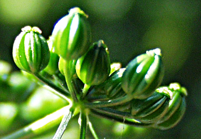 Hundspetersilie, Aethusa cynapium, fruits