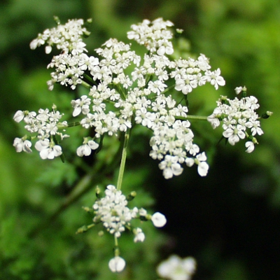 Hundspetersilie, Aethusa cynapium, inflorescence