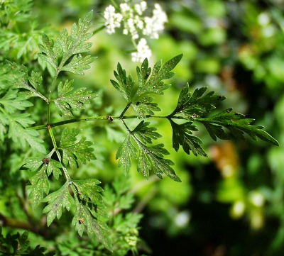 Hundspetersilie, Aethusa cynapium, leaf