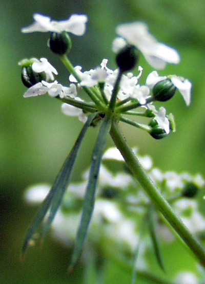 Hundspetersilie, Aethusa cynapium, umbellule