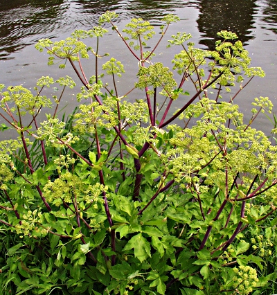 Angelica archangelica, garden angelica