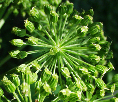 Angelica archangelica, garden angelica, fruits
