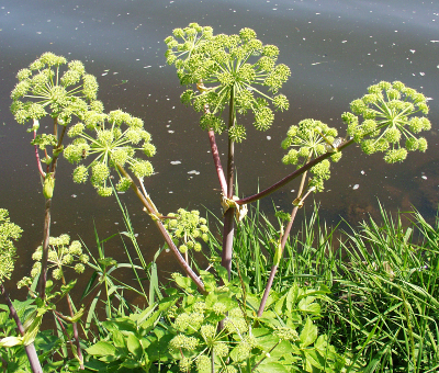 Angelica archangelica, garden angelica