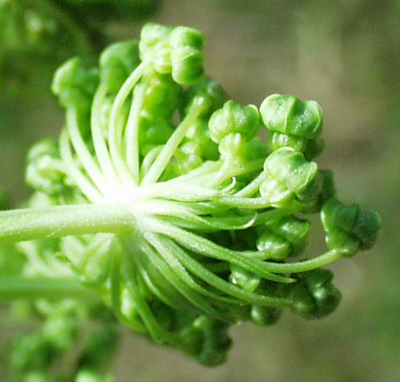Angelica archangelica, garden angelica, involucel