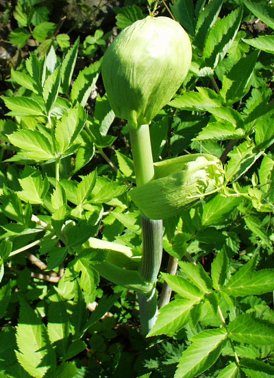 Angelica archangelica, garden angelica, leaf sheath