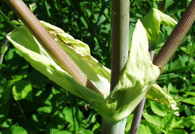 Angelica archangelica, garden angelica, leaf sheaths