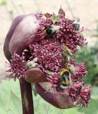 Angelica gigas, Dang Gui or giant angelica