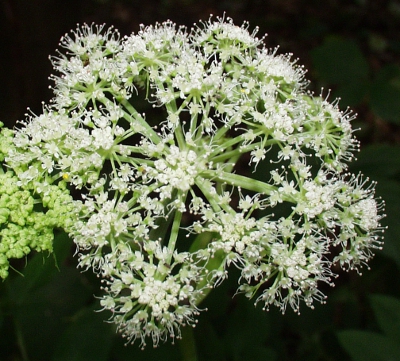Angelica sylvestris, wild angelica, inflorescence