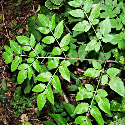 Angelica sylvestris, wild angelica, leaf