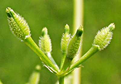 Burr chervil, Anthriscus caucalis, fruits