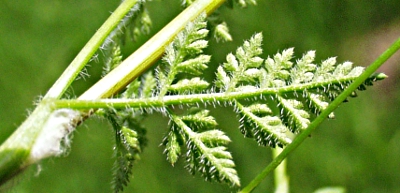 Burr chervil, Anthriscus caucalis, leaf