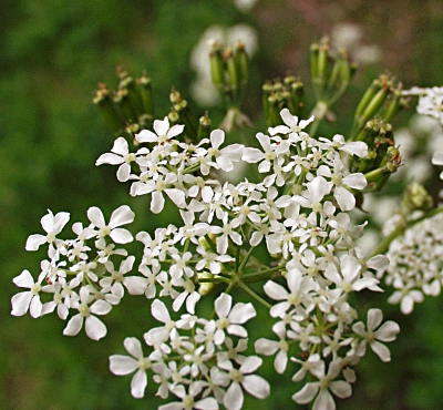 Anthriscus sylvestris, wild chervil, flowers