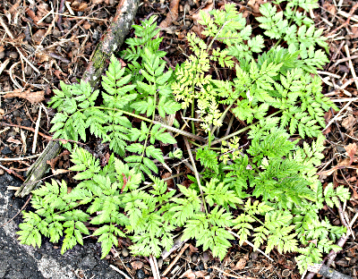 Anthriscus sylvestris, wild chervil, basal leaves