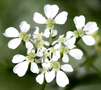 Anthriscus sylvestris, wild chervil, flowers