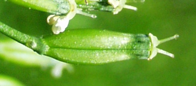 Anthriscus sylvestris, wild chervil, fruit