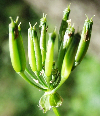 Anthriscus sylvestris, wild chervil, fruits