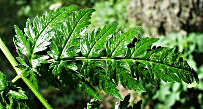 Anthriscus sylvestris, wild chervil, leaflet