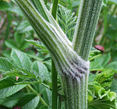 Anthriscus sylvestris, wild chervil, node