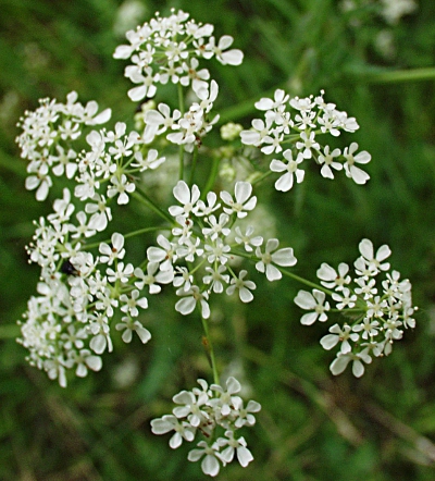 Anthriscus sylvestris, wild chervil, umbel