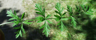 Carum carvi, caraway, basal leaf