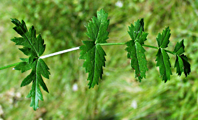 Carum carvi, Kümmel, Grundblatt