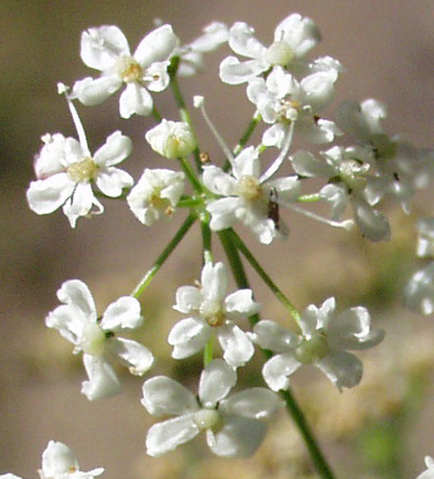 Carum carvi, caraway, flowers