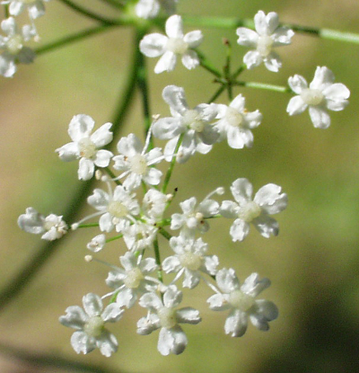 Carum carvi, caraway, flowers