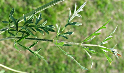 Carum carvi, caraway, stem leaf