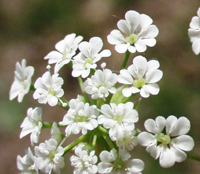 Chaerophyllum temulum, Rough chervil, flowers
