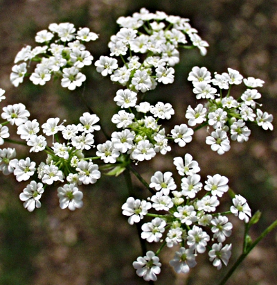 Chaerophyllum temulum, rough chervil, flowers