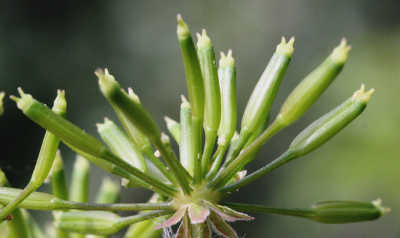 Chaerophyllum temulum, rough chervil, fruits