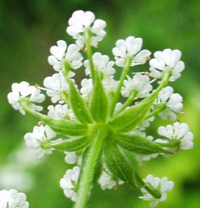 Chaerophyllum temulum, rough chervil, involucel