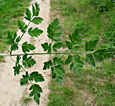 Chaerophyllum temulum, rough chervil, leaf