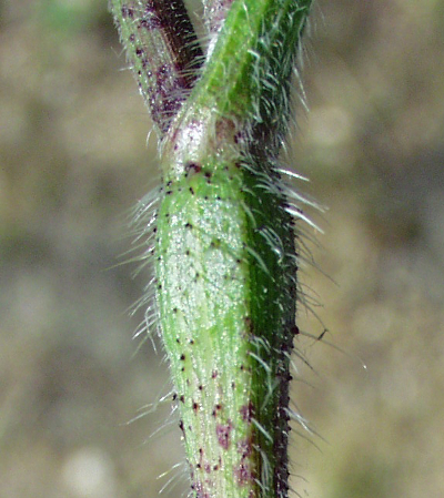 Chaerophyllum temulum, Rough chervil, node
