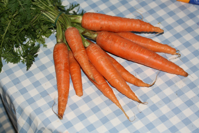 Daucus carota, bunch of carrots