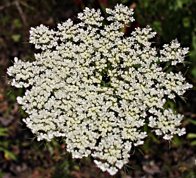 Daucus carota, wild carrot, Dolde