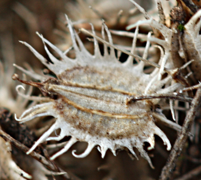 Daucus carota, Wwild carrot, fruit