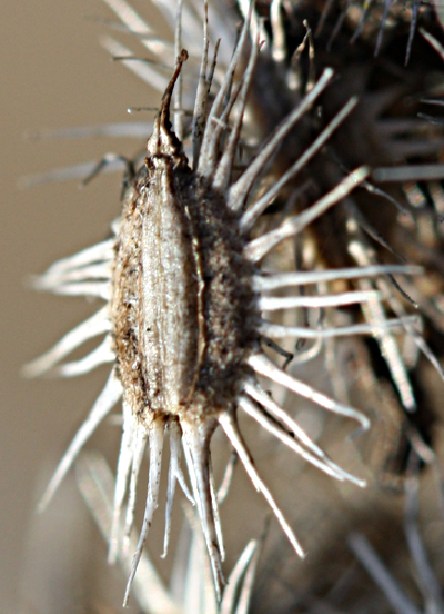 Daucus carota, fruits of the wild carrot