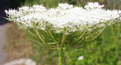 Daucus carota, wild carrot, inflorescence