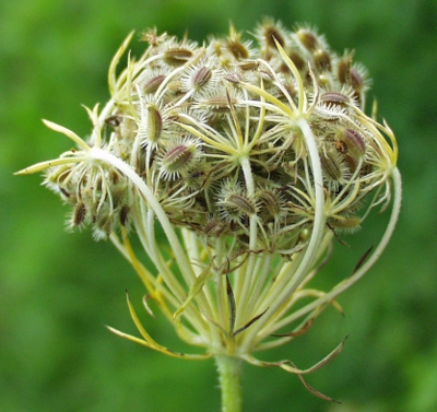 Daucus carota, wild carrot, inflorescence
