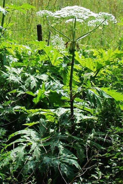 Heracleum mantegazzianum, giant hogweed
