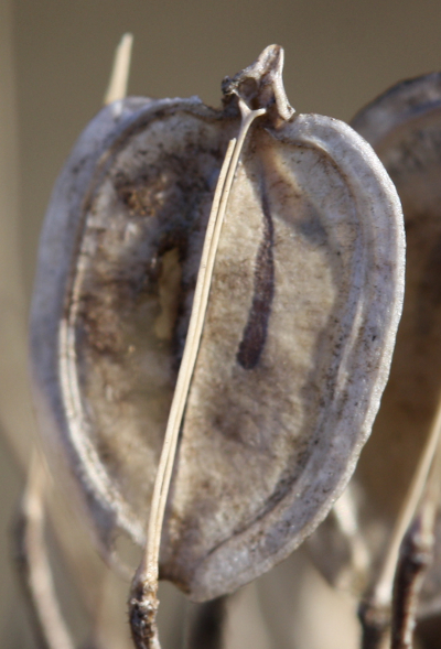 Heracleum sphondylium, eltrot, fruit