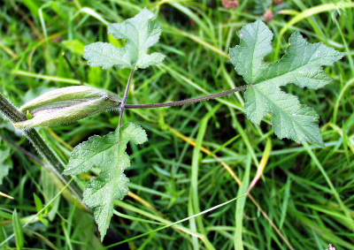 Heracleum sphondylium, eltrot, stem leaf