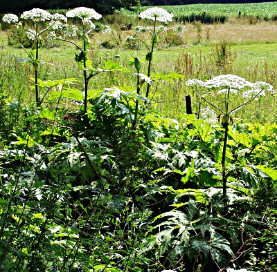 Heracleum mantegazzianum, giant hogweed