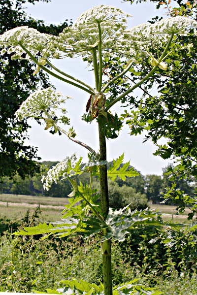 Heracleum mantegazzianum, giant hogweed