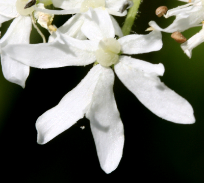 Heracleum mantegazzianumm, giant hogweed, flower