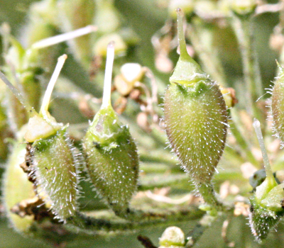 Heracleum mantegazzianumm, giant hogweed, fruits